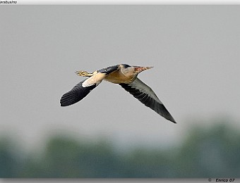 Animali 061